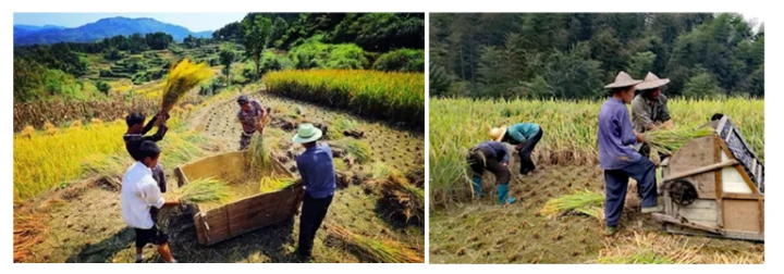 Family Use Agricultural Machin - Agriculture Farming Rice 리뷰 및 가격